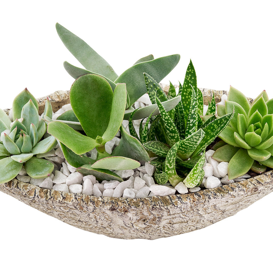 Nature's Own Succulent Garden from Connecticut Blooms - Plant Gift - Connecticut Delivery.