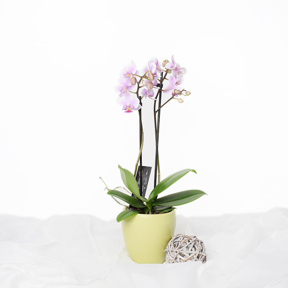 Mother's Day Pink Orchid Plant – how the gift is presented