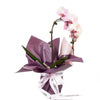 Orchid and Planter - Orchid Potted Plant Gift - Connecticut Delivery