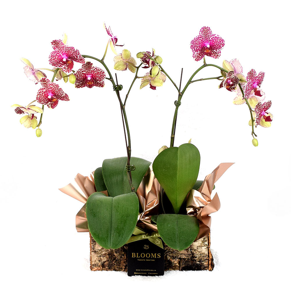 Lush Pink Orchid Indoor Plant – how the gift is presented