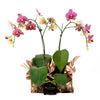 Oriental Musings Exotic Orchid Plant - Plant Gift - Connecticut Delivery