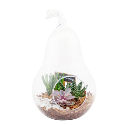 Pear-Shaped Succulent Terrarium from Connecticut Blooms - Plant Gift - Connecticut Delivery.