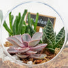 Pear-Shaped Succulent Terrarium from Connecticut Blooms - Plant Gift - Connecticut Delivery.