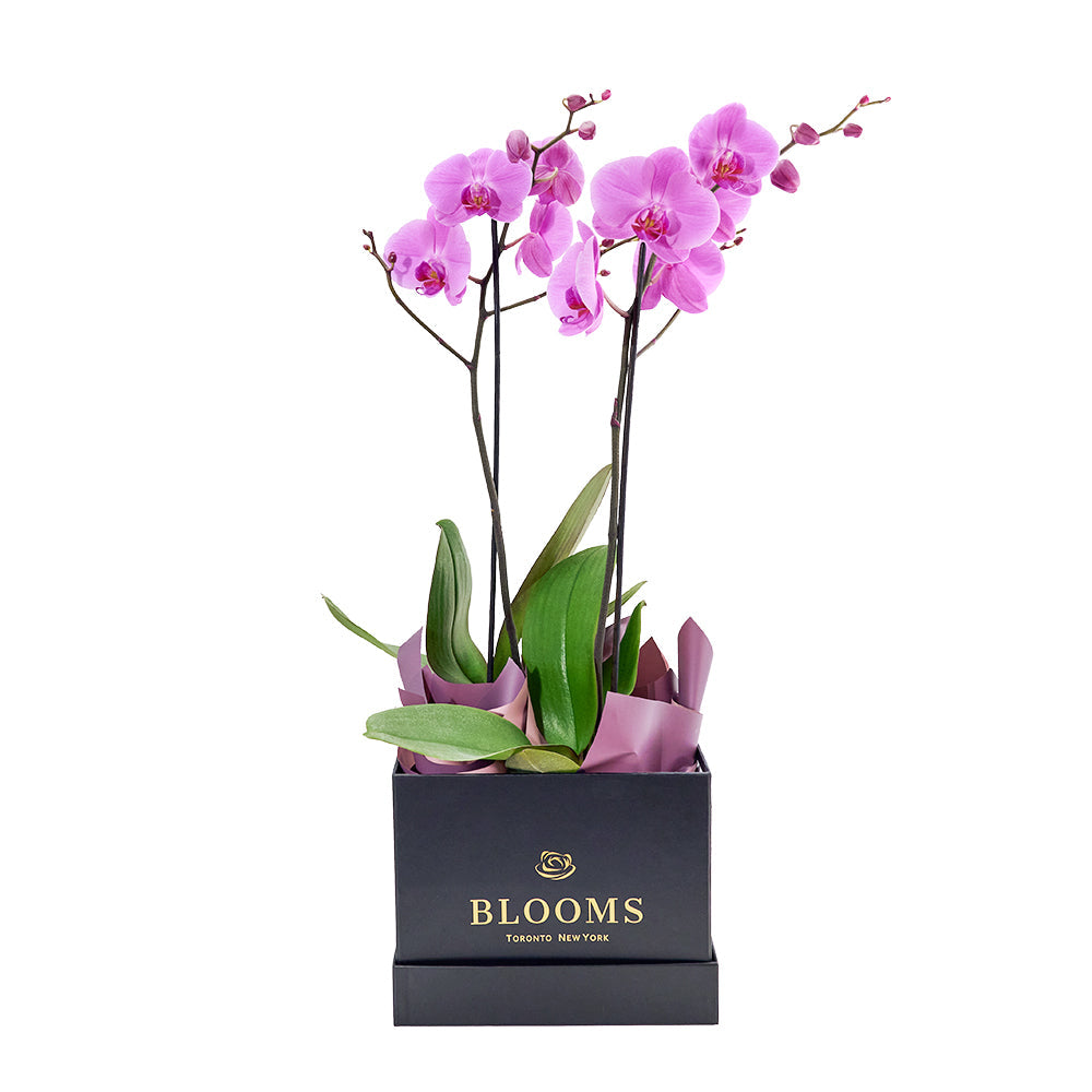 Perfect In Pink Exotic Orchid Plant - Plant Gift - Connecticut Delivery