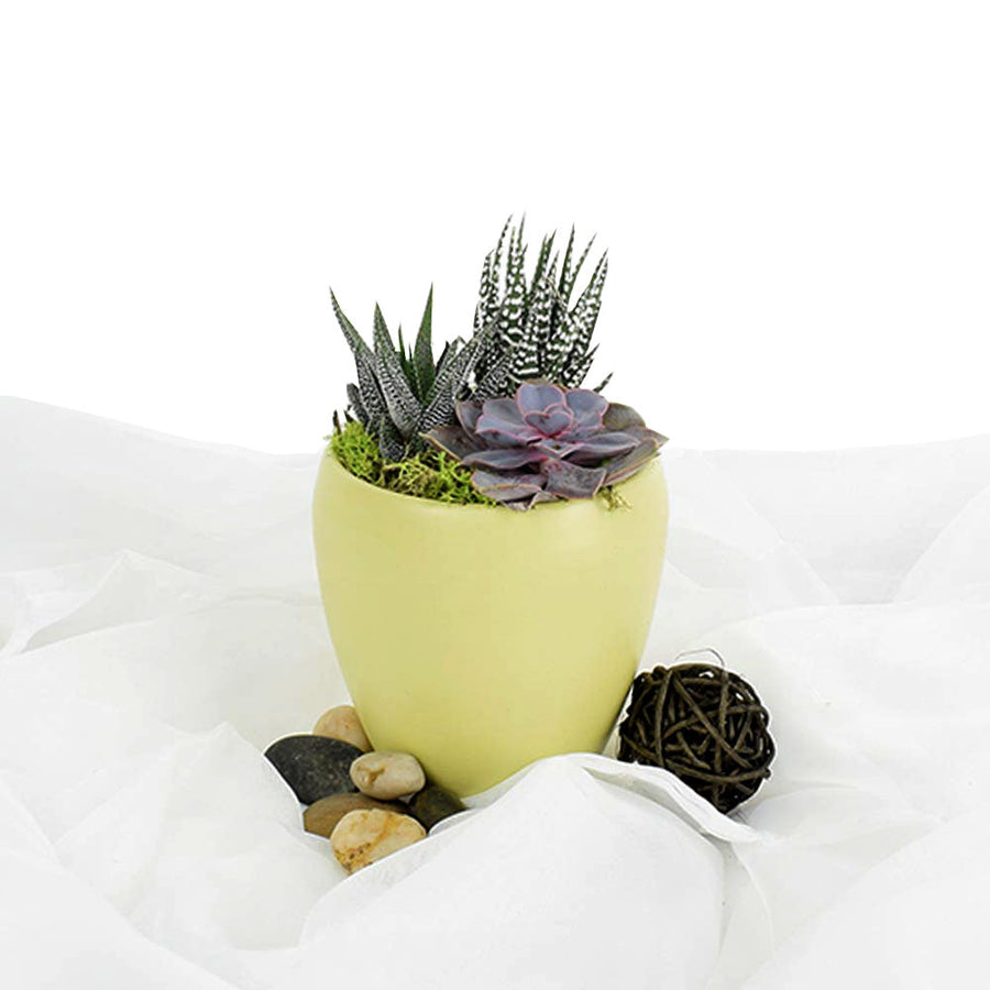 Potted Succulent Arrangement - Succulent Plant Gift - Connecticut Delivery