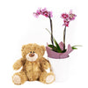 Potted Orchids and Bear - Flower and Plushie Gift Set - Connecticut Delivery