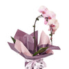 Pure & Simple Flowers & Wine Gift - Orchid Plant and Wine Gift Set - Connecticut Delivery