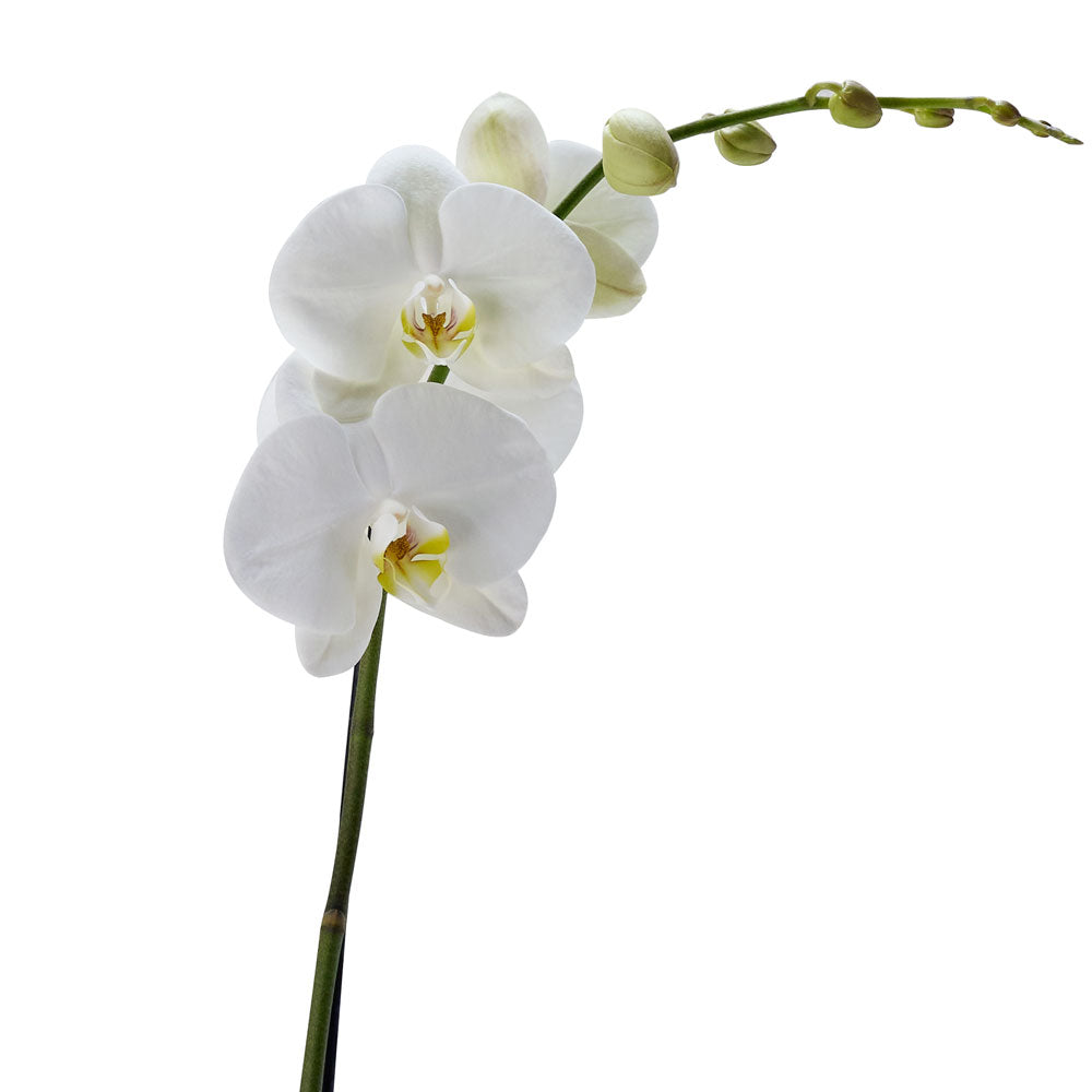 Premium White Orchid Plant with Upright Support Planter – how the gift is presented