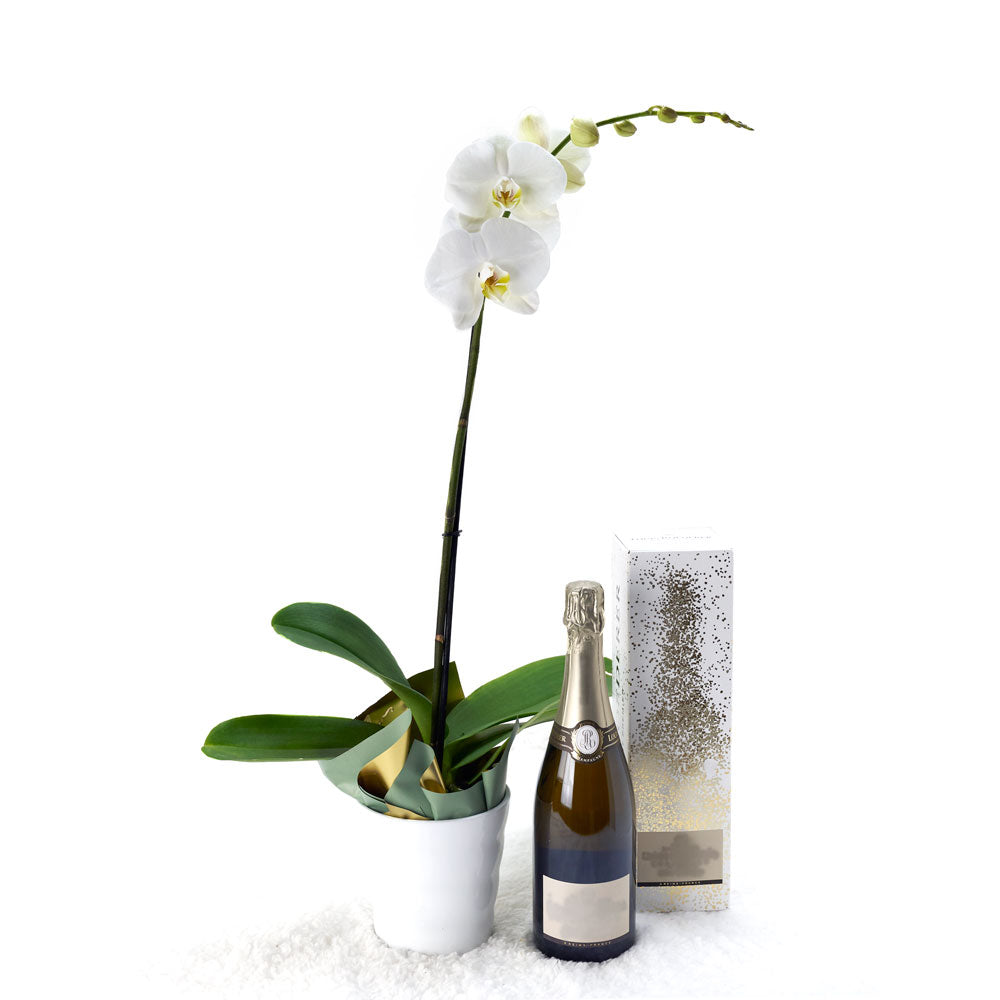 Pure &amp; Simple Flowers &amp; Champagne Gift - Orchid Plant and Champagne Gift - Connecticut Delivery