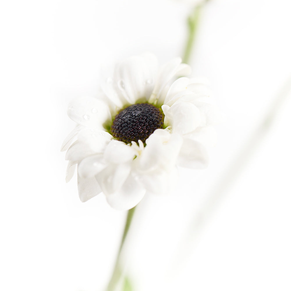 Pure & Pristine Daisy Bouquet from Connecticut Blooms - Flower Gift - Connecticut Delivery.