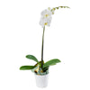 Pure & Simple Exotic Orchid Plant - Orchid Gift - Connecticut Delivery