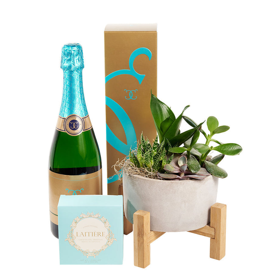 Reasons to Celebrate Plant & Champagne Gift - Wine Gift Set - Connecticut Delivery