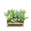 The Secret Garden Box is a lovely miniature tabletop garden with different potted plants beautifully arranged in a wooden planter that brings the beauty of nature indoors.  Connecticut Delivery