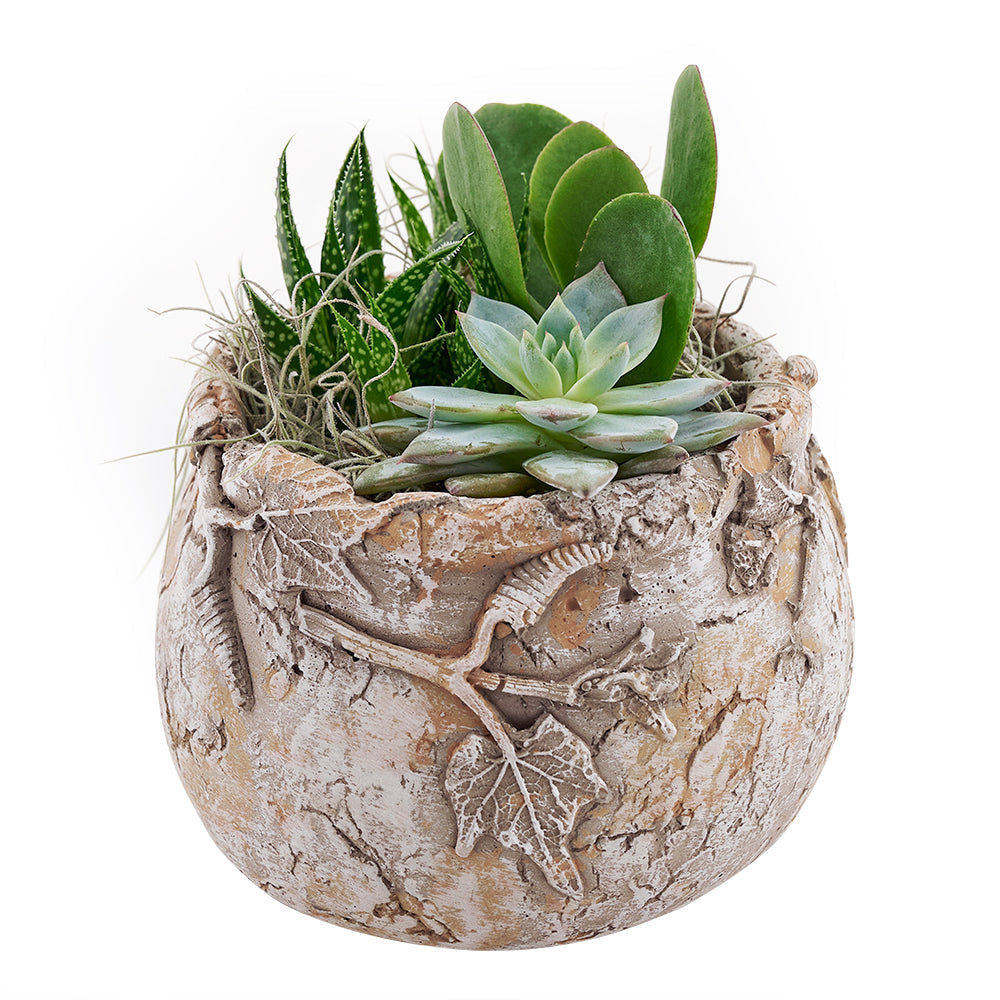 Shades of Green Succulent Garden from Connecticut Blooms - Plant Gift - Connecticut Delivery.