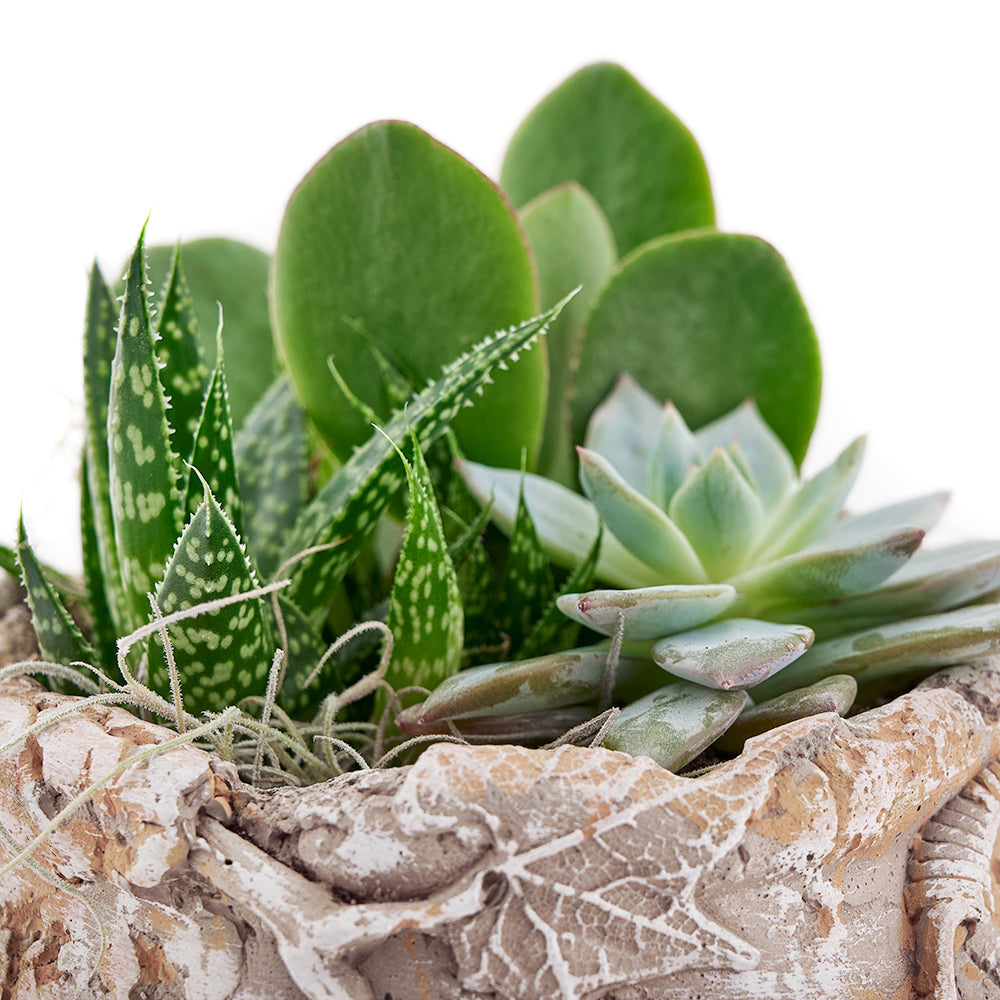 Succulent Garden Plant in Elegant Decorative Pot – how the gift is presented