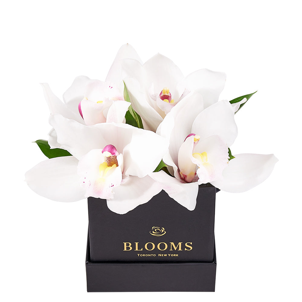 Simple Orchid Gift Box– Orchid Gifts– Connecticut delivery