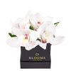 Simple Orchid Gift Box– Orchid Gifts– Connecticut delivery