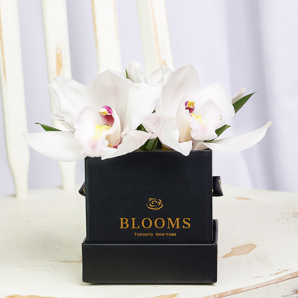 Simple Orchid Gift Box"“ Orchid Gifts"“ Connecticut delivery