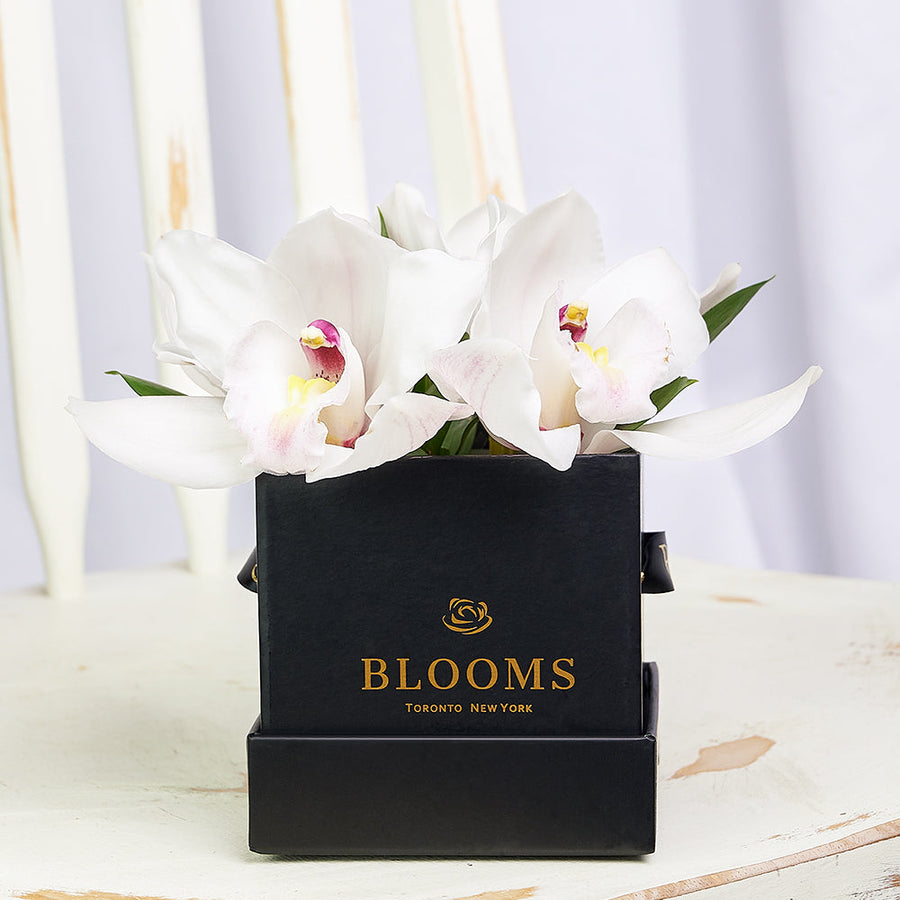 Simple Orchid Gift Box– Orchid Gifts– Connecticut delivery
