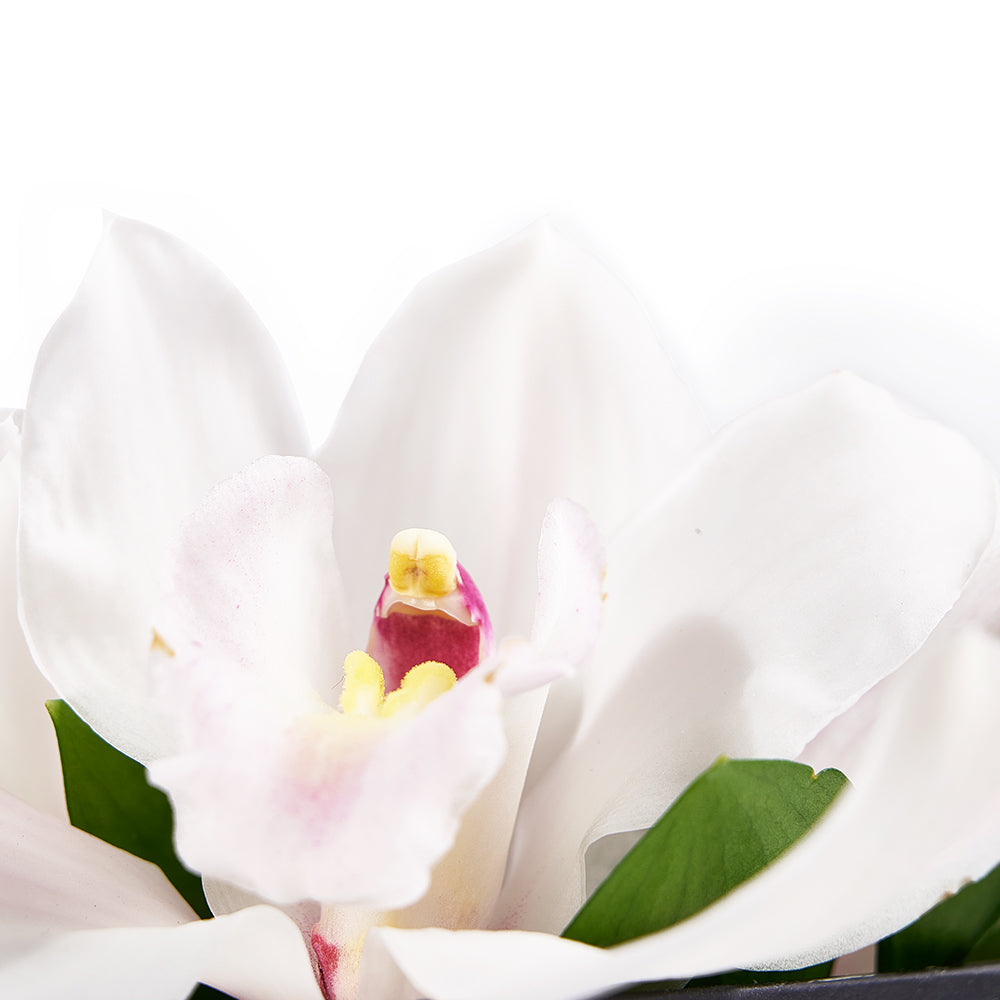 Simple Orchid Gift Box– Orchid Gifts– Connecticut delivery