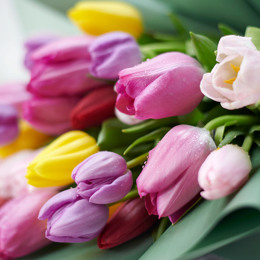 Spring Radiance Tulip Bouquet from Connecticut Blooms - Flower Gift - Connecticut Delivery.
