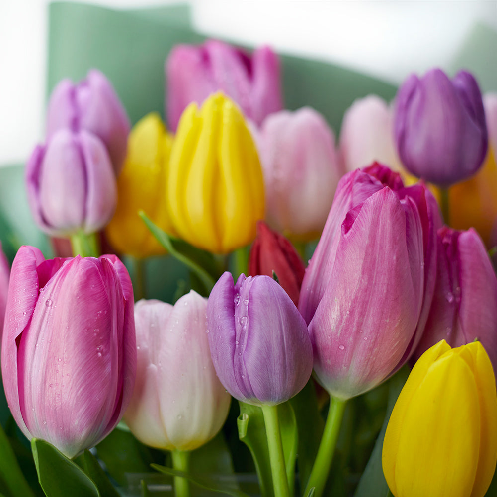 Spring Radiance Tulip Bouquet from Connecticut Blooms - Flower Gift - Connecticut Delivery.
