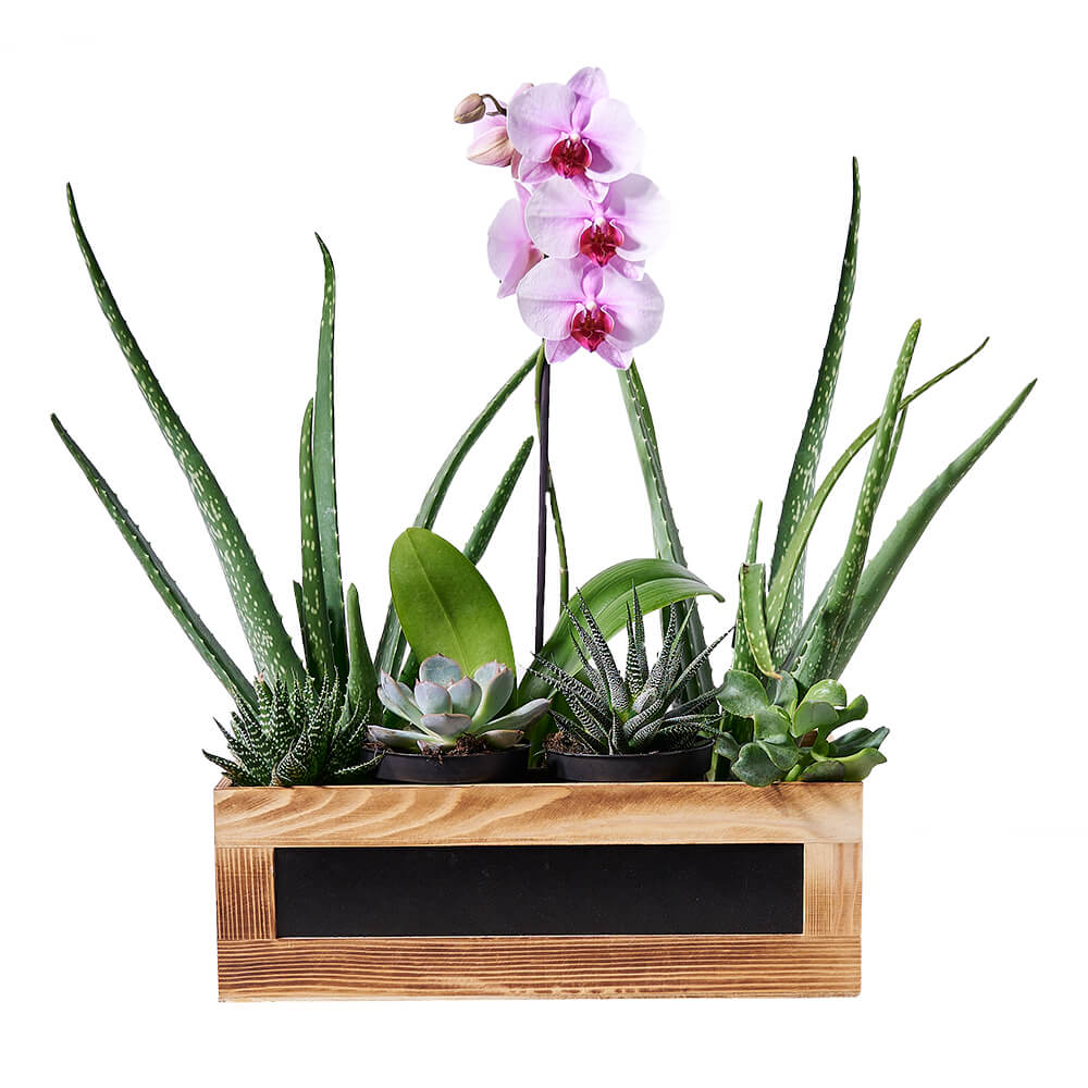 Succulent &amp; Orchid Gift Arrangement, orchid gift, orchid, plant gift, plant, aloe gift, aloe, succulent gift, succulent, graduation gift, graduation. Connecticut Delivery