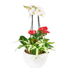 Tropical Orchid Arrangement - Plant Gift - Connecticut Delivery