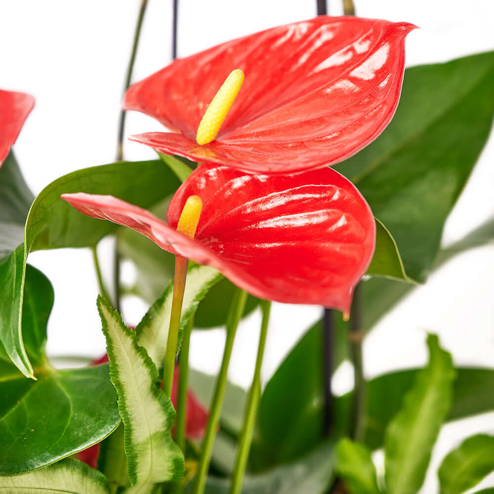 Tropical Arrangement - Orchid and Anthurium Potted Arrangement - Same Day Connecticut Delivery