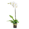 Valentine's Day Pearl Essence White Orchid - Connecticut Delivery